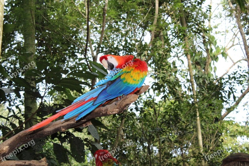 Arara Bird Tropical Bird Brazilian Fauna Environment