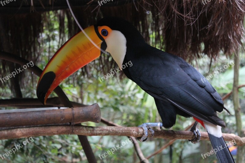 Tucano Fauna Brazil Nature Bird