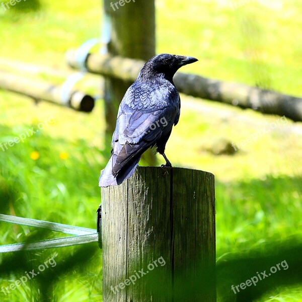 Raven Raven Bird Nature Bird Black