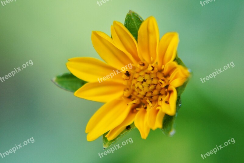 Flowers Petal Stamens Gardening Garden