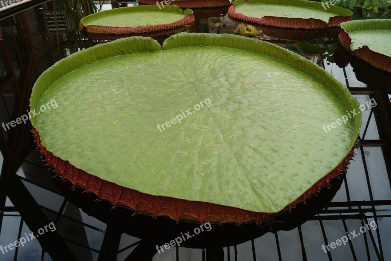 Water Lily Sheet Large Green Lily