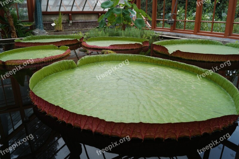 Water Lily Sheet Pond Green Lily