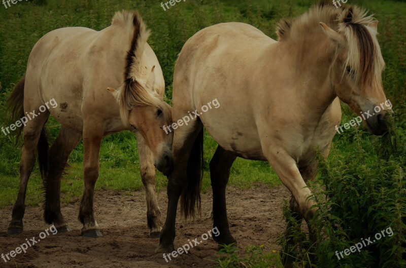 Horses Paddock Coupling Pasture Animal