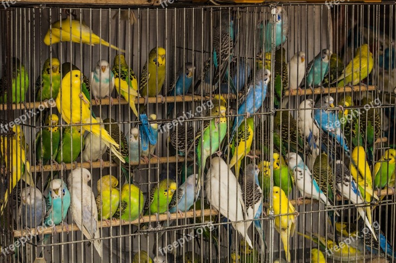 Cage Parrots Birds Many A Flock Of