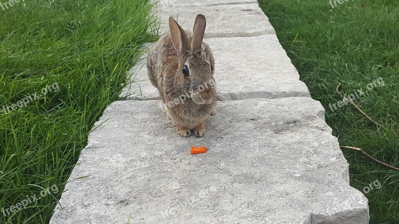 Rabbit Bunny Carrot Spring Easter