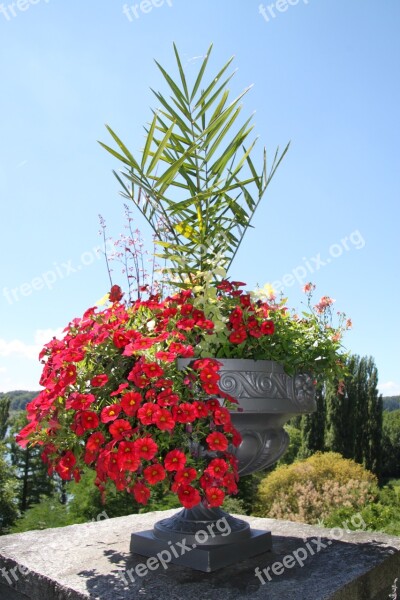 Flowers Pot Pots Nature Blossom