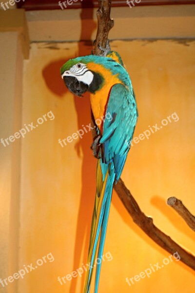 Parrot Bird Ara Colorful Plumage