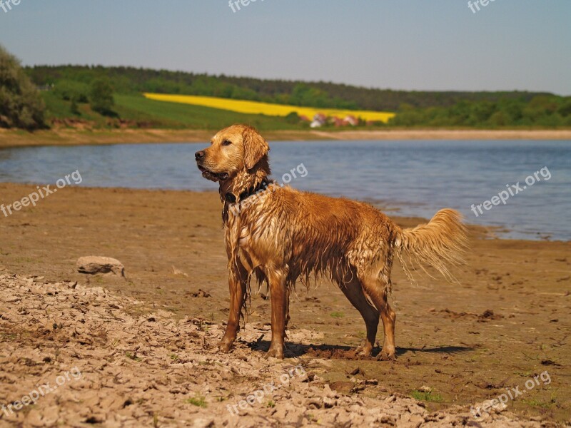 Golden Retriever Dog Pet Beach Animal Portrait