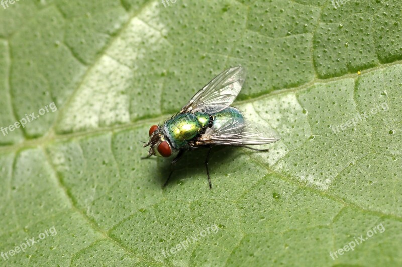 Fly Mosquito Insect Macro Animal