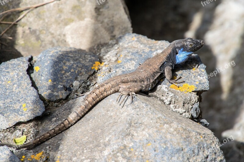 Lizard Reptile Animal Nature Wild