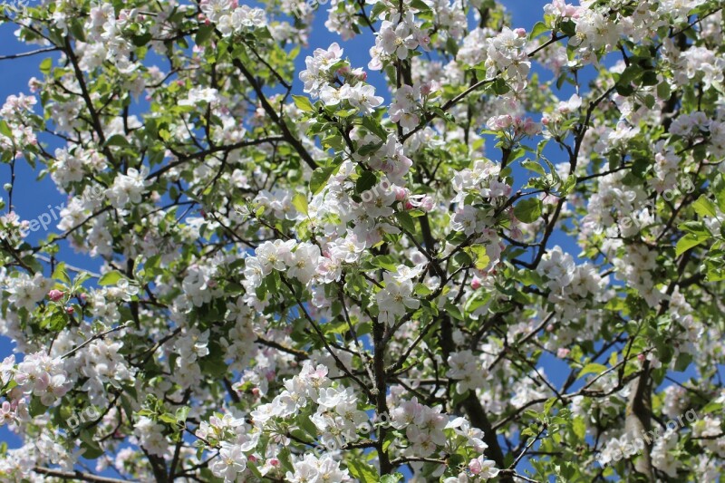 Apple Blossoms Flowers Spring Apple Tree Flowers Fruit