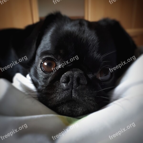 Pug Dog Good Love Free Photos