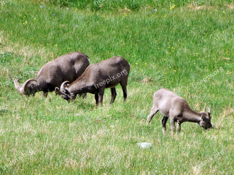 Bighorn Sheep Herd Mountains Pasture Highlands