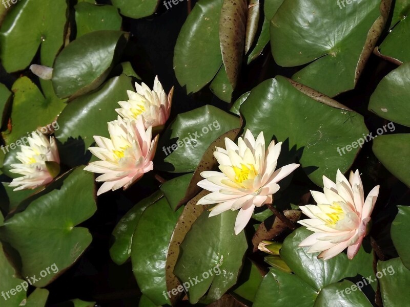 Vegetation Nature Flowers Water Lilies Lake