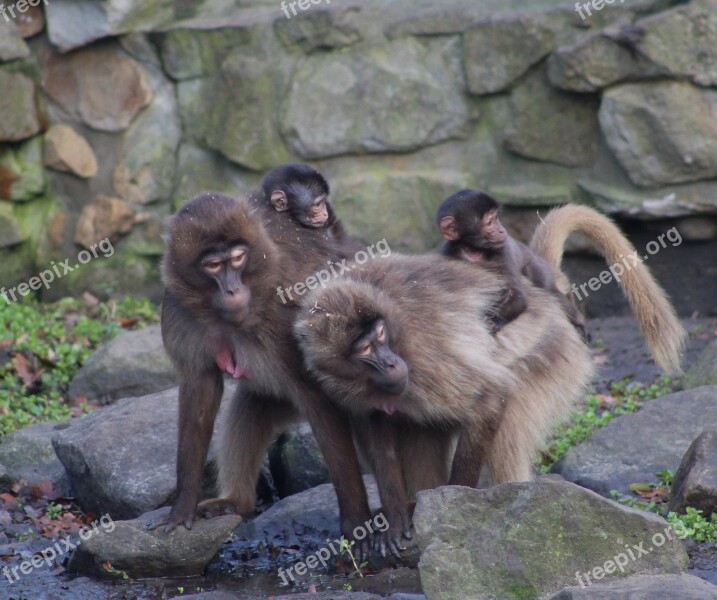 Monkeys Wildlife Zoo Mammal Grooming