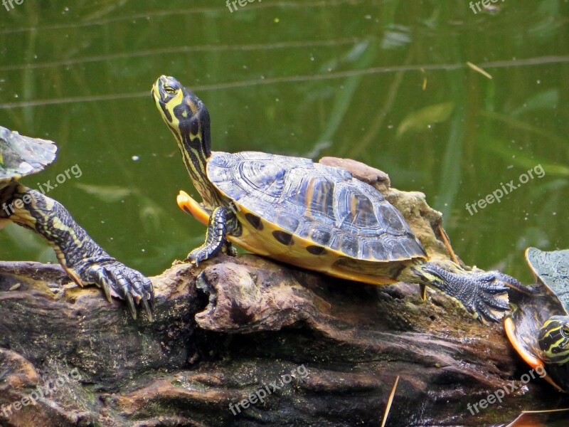 Turtle Florida Turtle Aquatic Malaria Trachemys Scripta