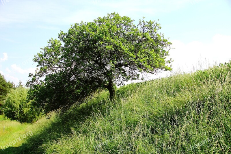 Grove Of Trees Landscape Nature Summer Arable