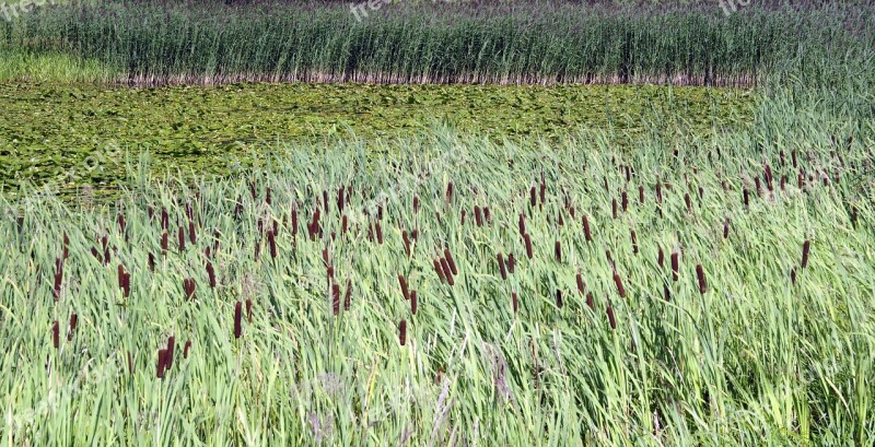 Sweet Rush Truncheon Water Wetlands Pond Lake