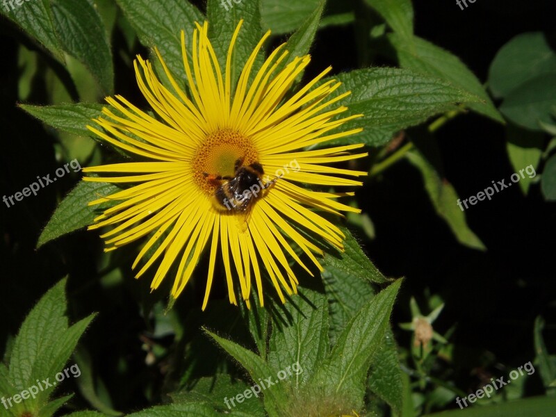 Inula Racemosa Yellow Garden Flower Bee