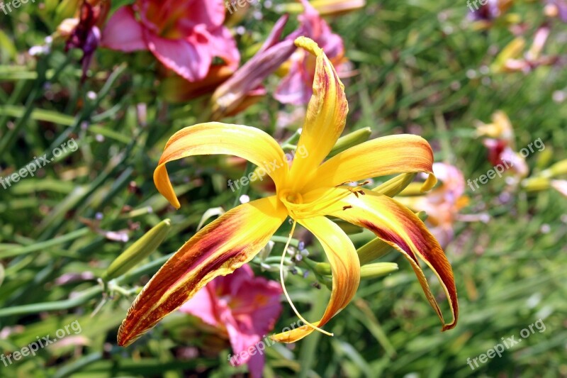 Plants Flowers A Garden Plant Daylilies Two-tone