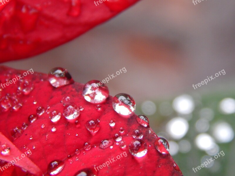 Red Leaves Rain Drops Brightness Free Photos