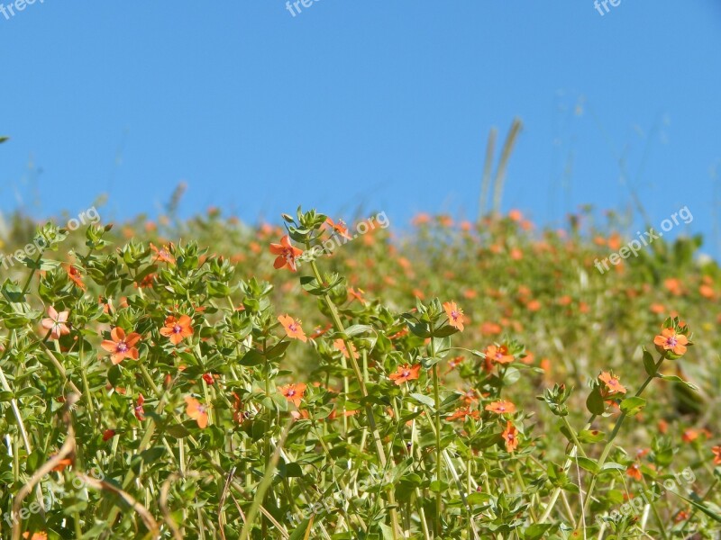 Prado Flowers Flowers Oranges Wild Flowers Free Photos