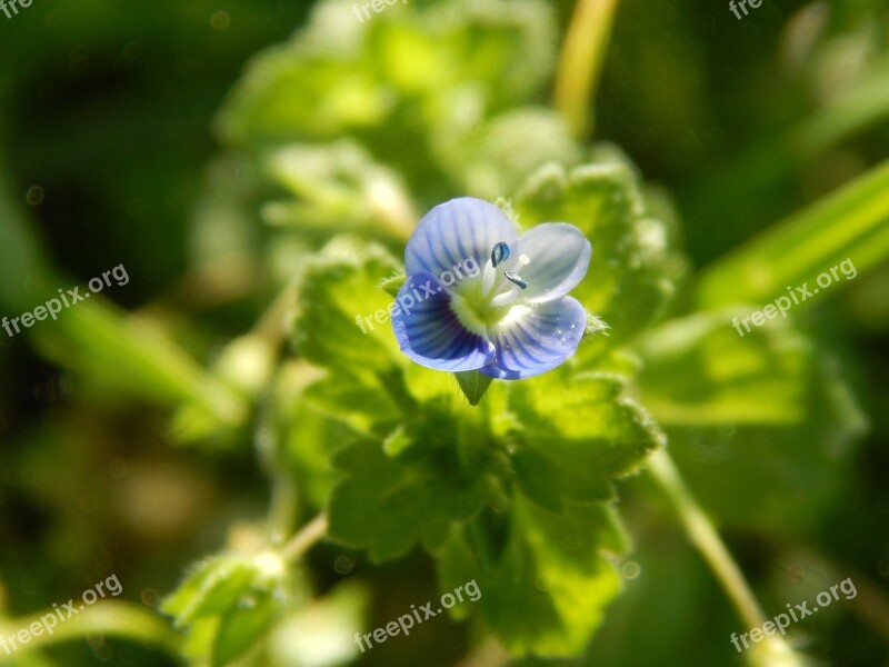 Flower Celeste Wild Small Macro Free Photos