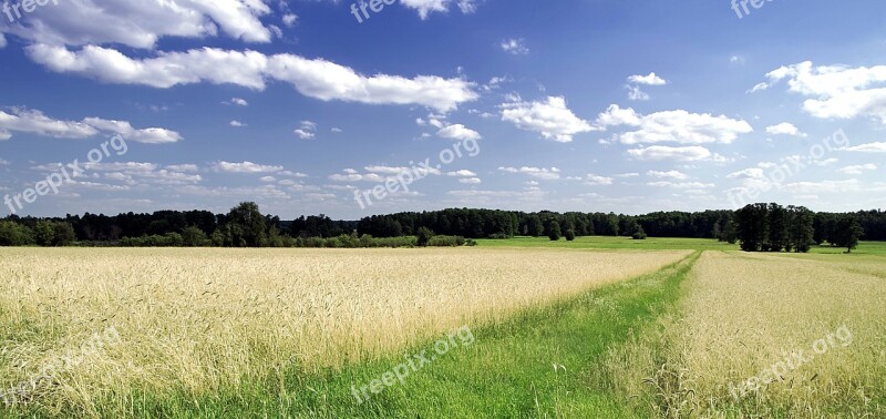 Way Field The Path Fields Corn