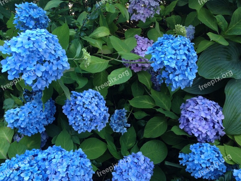 Hydrangea Flowers Beautiful Blue Flowers Rainy Season