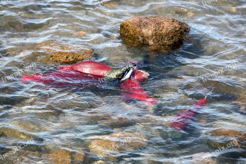 Fish Salmon Chum Spawning Spawn