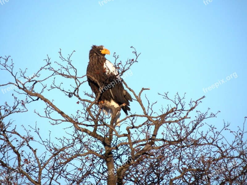 Steller's Sea Eagle Predator Eyes Beak Clutches