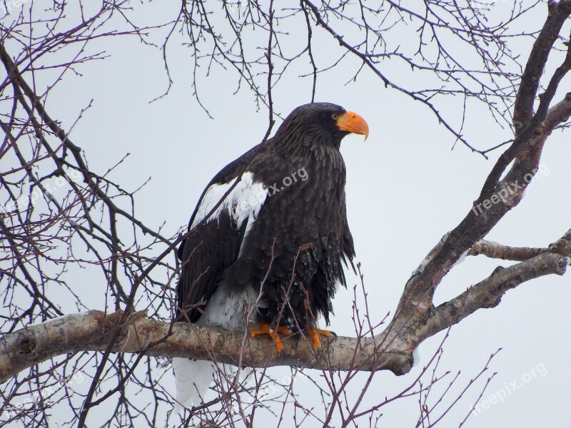 Steller's Sea Eagle Predator Eyes Beak Clutches