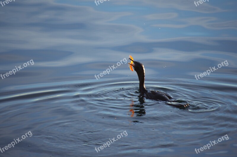 Cormorant Bird Sea Water The Search For Food