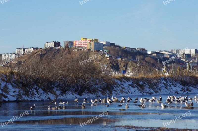 The Pacific Ocean Coast Beach Wave Gulls