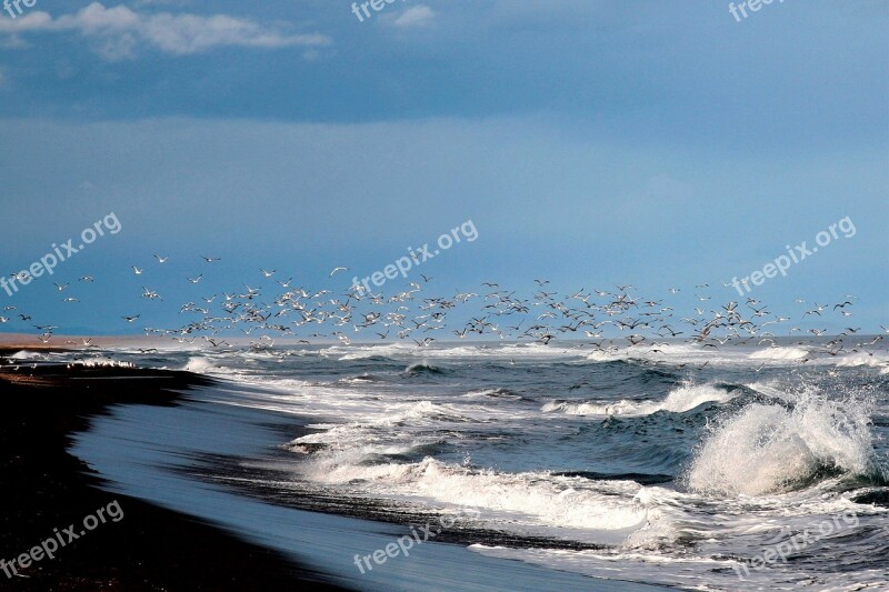 The Pacific Ocean Coast Beach Wave Gulls