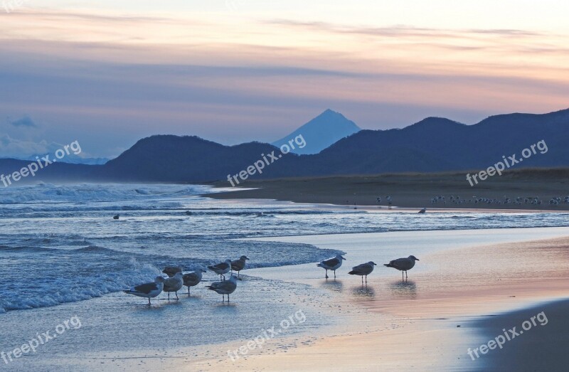 The Pacific Ocean Coast Beach Wave Calm