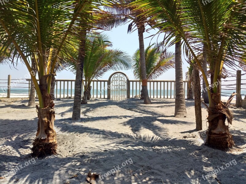 Beach Palm Tree Palms Fun El Salvador