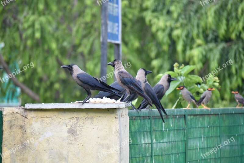 Crow House Crow Corvus Greynecked Free Photos