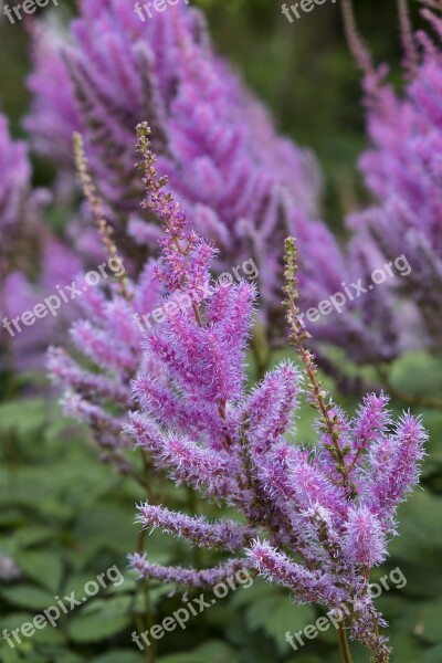 Flower Blossom Bloom Bloom Astilbe