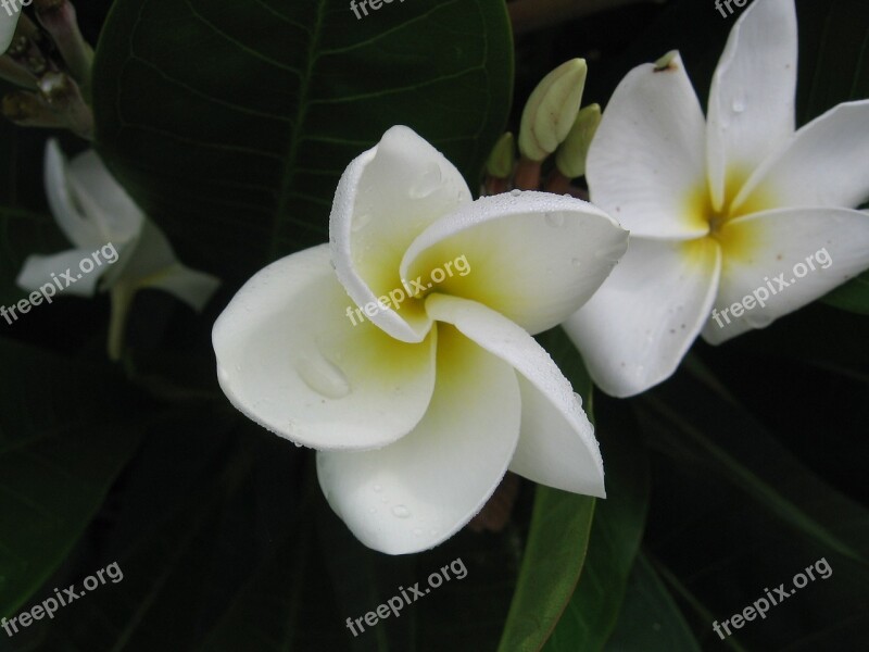 White Flower White Yellow Tropical Flower