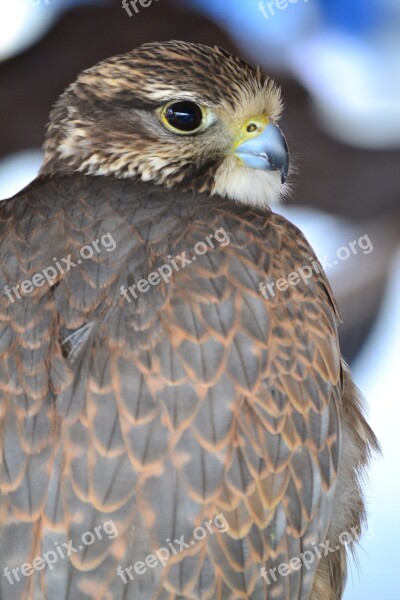 Aguila Bird Of Prey Feathers Ave Free Photos