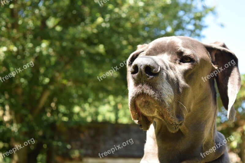 Dog Great Dane Pet Sitting Free Photos