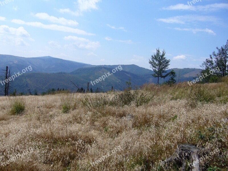 Meadow Dry Grass Tree Sky Sunny