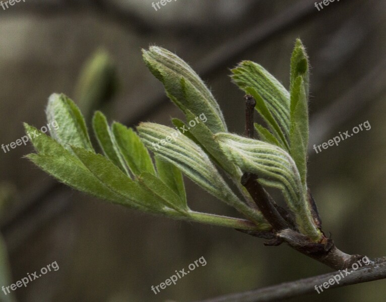 Rowan Leaf Tree Spring Nature