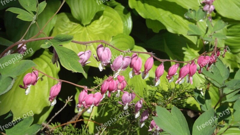 Nature Plants A Garden Plant Flowers Hearts