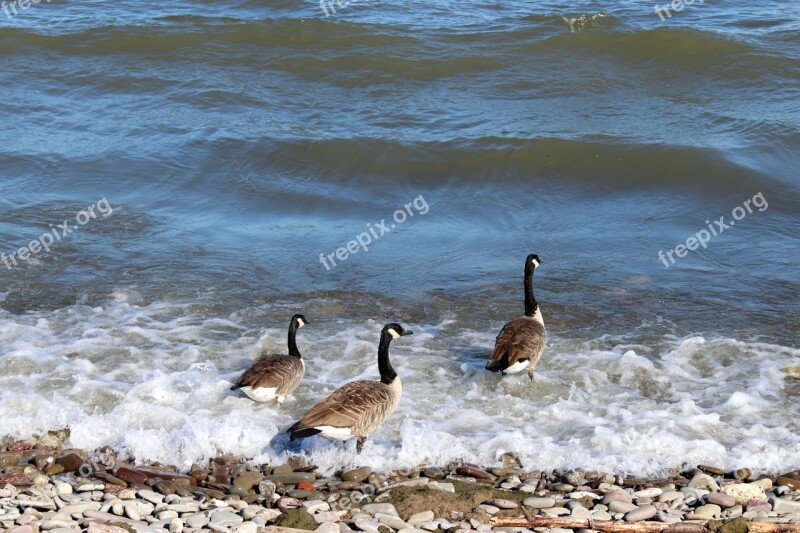 Birds Bernikla Canadian Wild Birds Water Lake