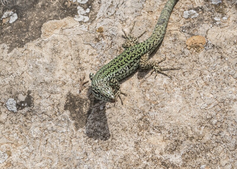 Emerald Lizard Lizard Ibiza Green Color