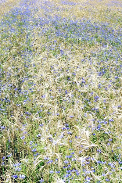 Cornflowers Corn Field A Lot Of Carpet