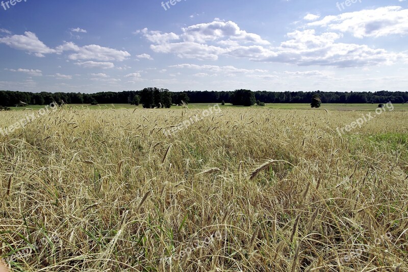 Field Corn Agriculture Harvest The Cultivation Of