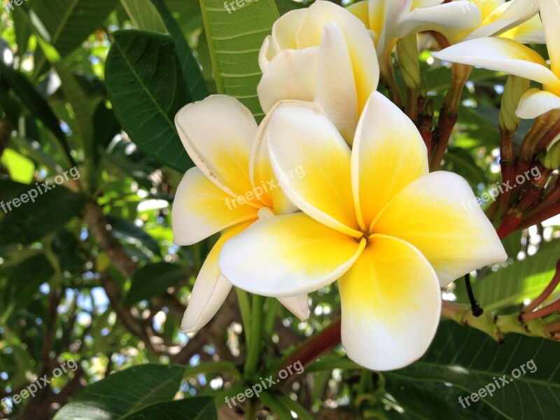 Yellow Flower Garden Girne Free Photos